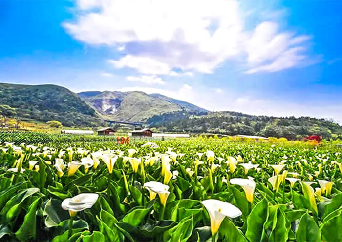 Yangmingshan Zhuzihu