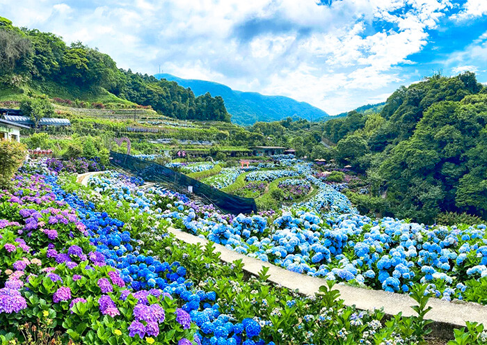 Yangmingshan Zhuzihu