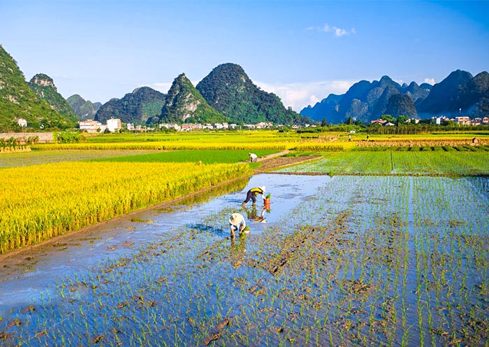 Locals are Farming Rice Paddy