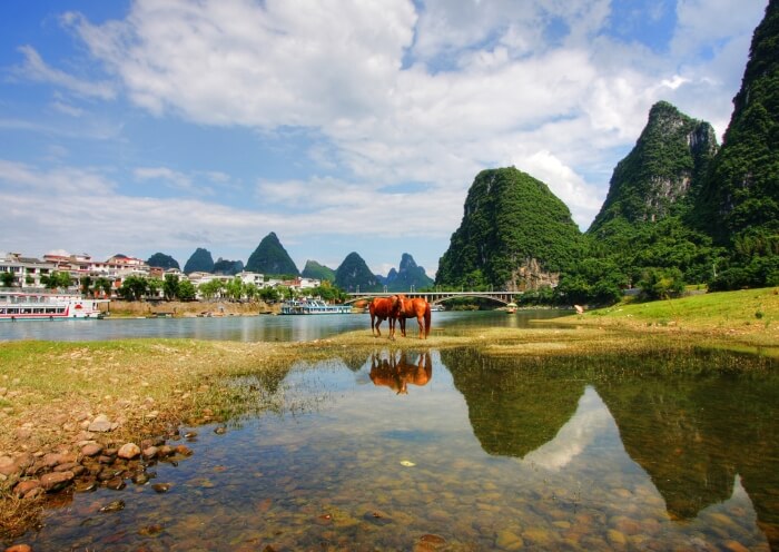 Buffaloes Along Yulong River  Buffaloes Along Yulong River