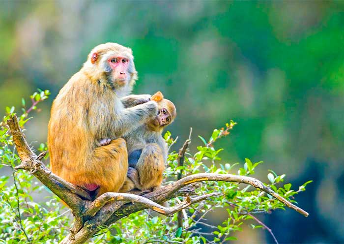 Wild Monkeys on the Lesser Three Gorge