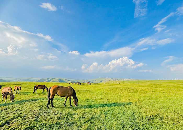 Peaceful moments at Yellow Flower Valley