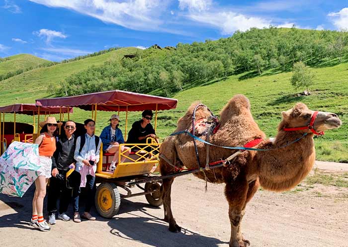 Camel cart at Yellow Flower Valley, Huitengxile Grassland
