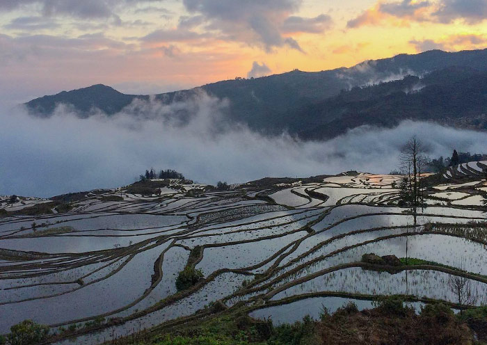 Wake up in the mist of Duoyishu Rice Terrace