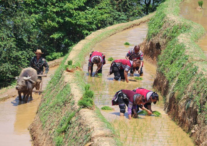 Hani people have worked in Yuanyang Rice Terrace for generations