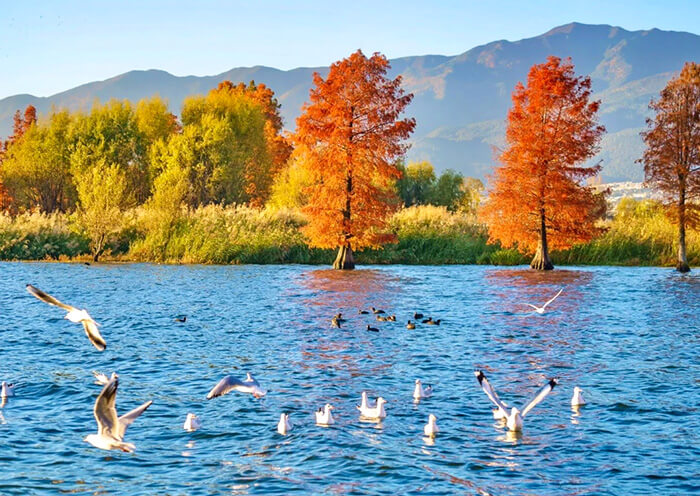 Yunnan Autumn