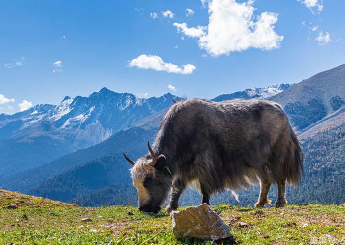 Baima Snow Mountain, Yunnan