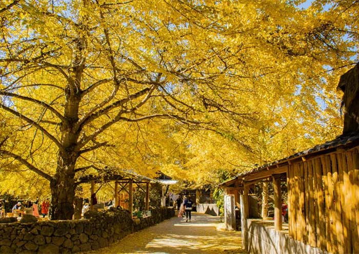 Yunnan in Autumn