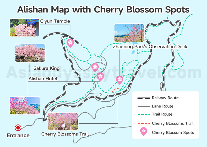 Alishan Map with Cherry Blossom Spots