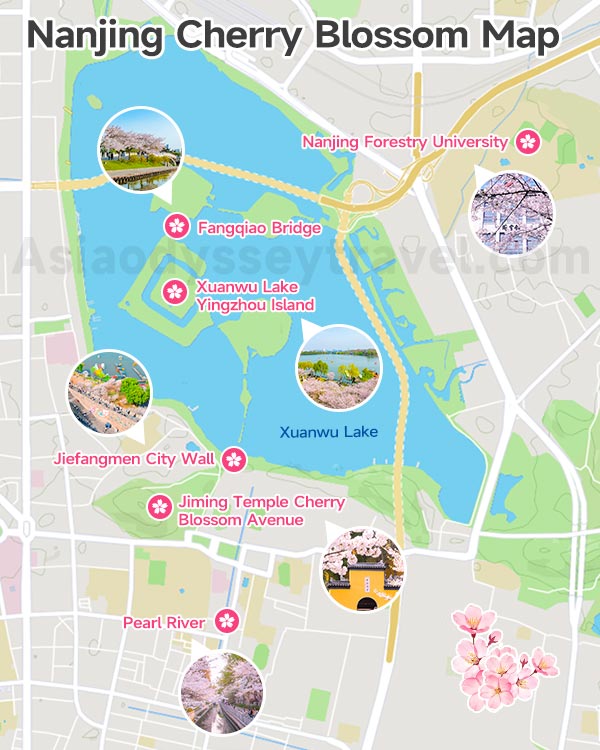 Nanjing Cherry Blossom Map