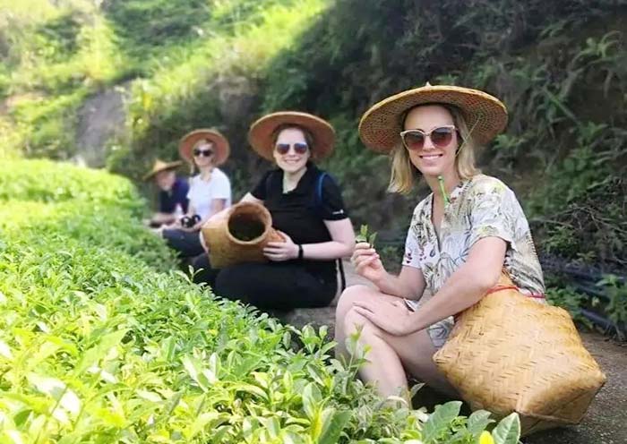 Anxi Tea-picking Experience