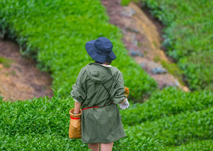 Anxi Hands-on Tea-picking Experience