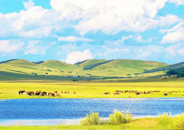 bashang-ulanbutong-grassland-700.jpg