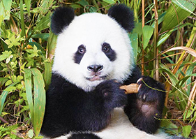 Chengdu, China