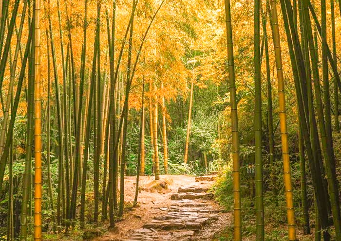 Moganshan Bamboo Forest Hiking