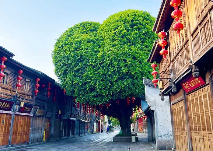Heart-haped Banyan Tree on Three Lanes and Seven Alleys