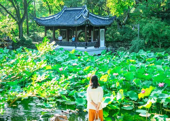 Guyi Garden Lotus in Shanghai in Summer