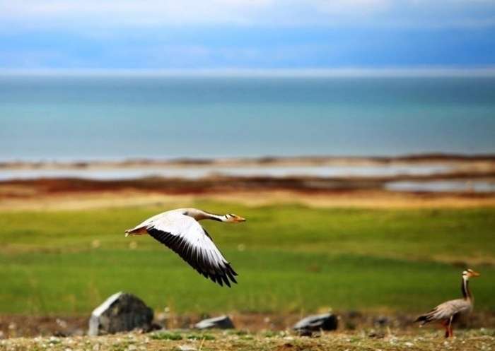 Qinghai Lake Wildlife
