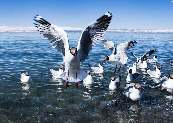 Qinghai Lake