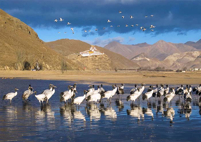 Enjoy Black-Necked Crane in Winter