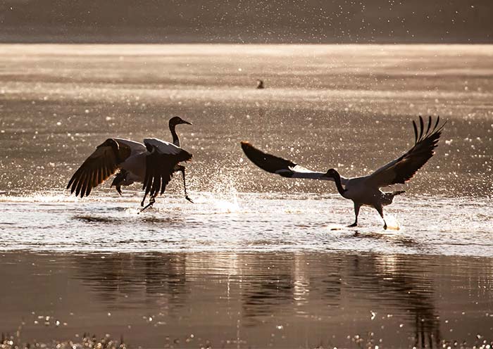 Black-Necked Cranes in Linzhou County in Winter