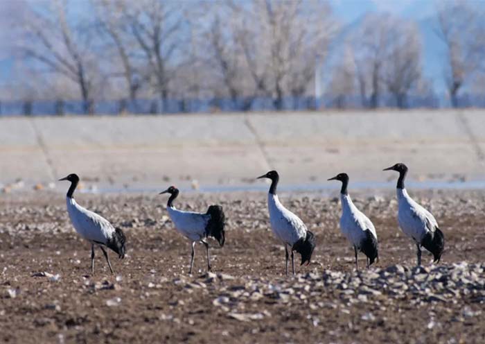 Black-Necked Cranes