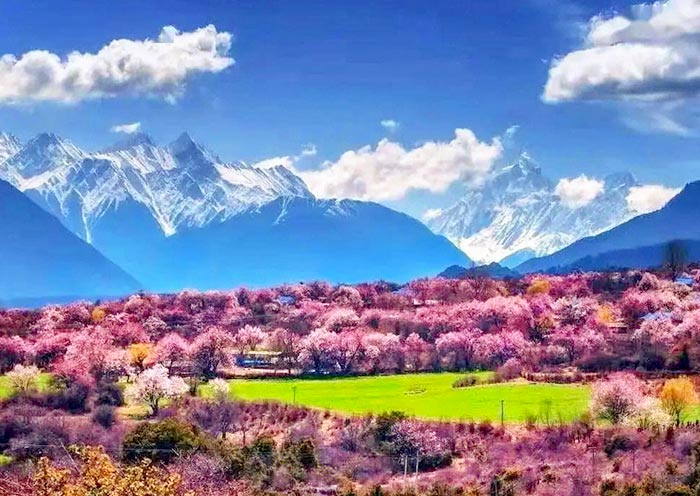 Peach trees in Nyingchi burst into bloom