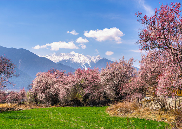 nyingchi peach flower