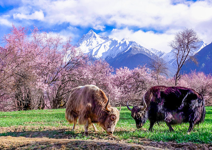 Tibet Itinerary
