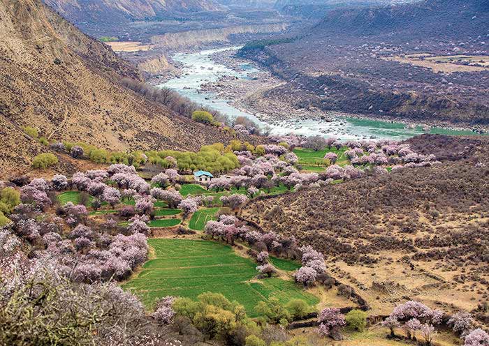 Nyingchi Peach Flower, Tibet Nyingchi Peach Flower, Tibet