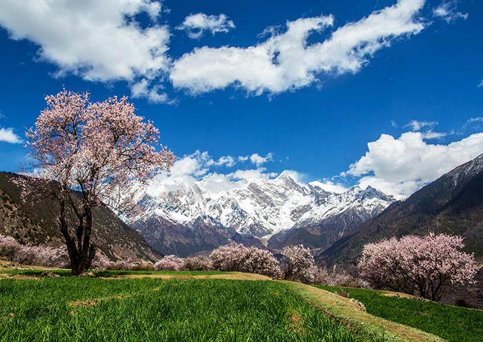 Nyingchi Peach Flower, Tibet