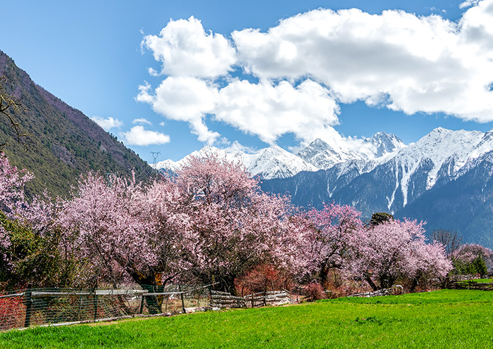 Tibet