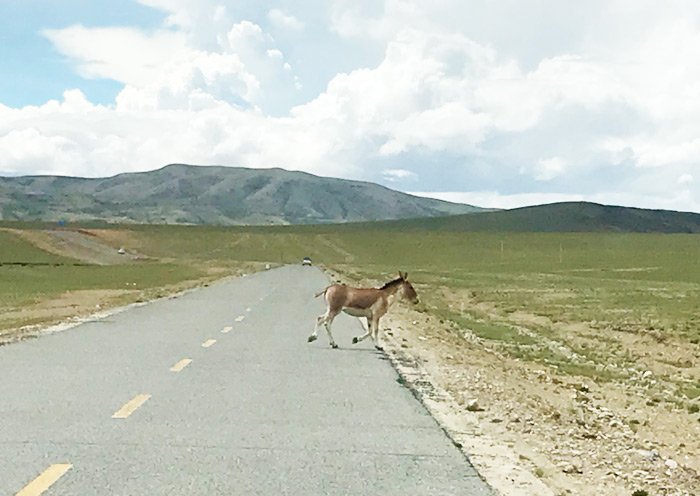 Lake Manasarovar in Tibet