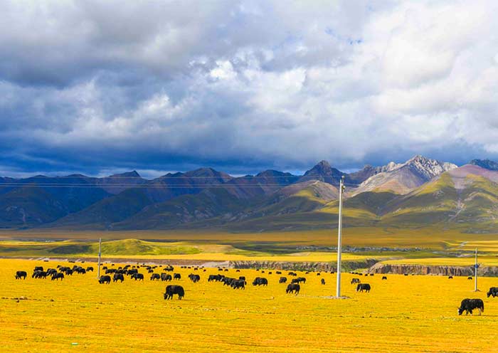 Northern Tibetan grasslands scenery in Tibet