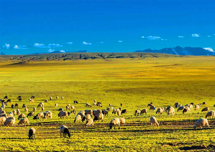 Beautiful northern grassland scene in Tibet