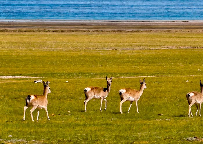 Wildlife of Northern Tibet