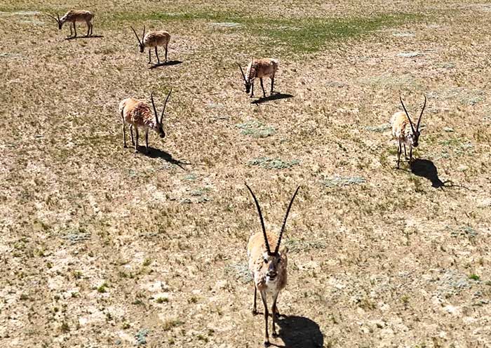 Wildlife of Northern Tibet