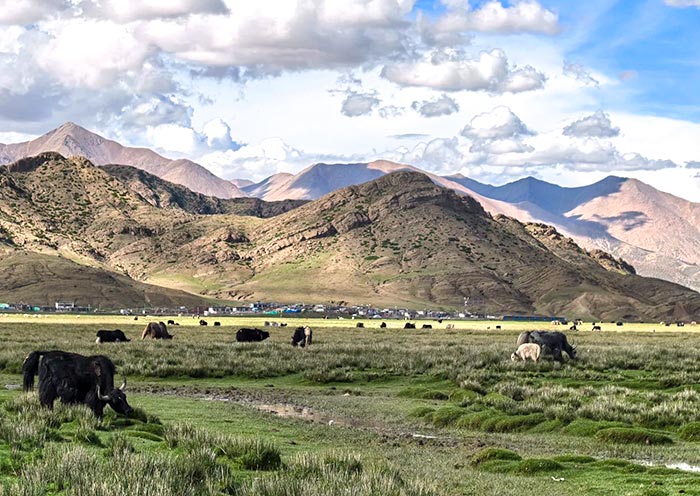 Sangsang Grassland, Tibet