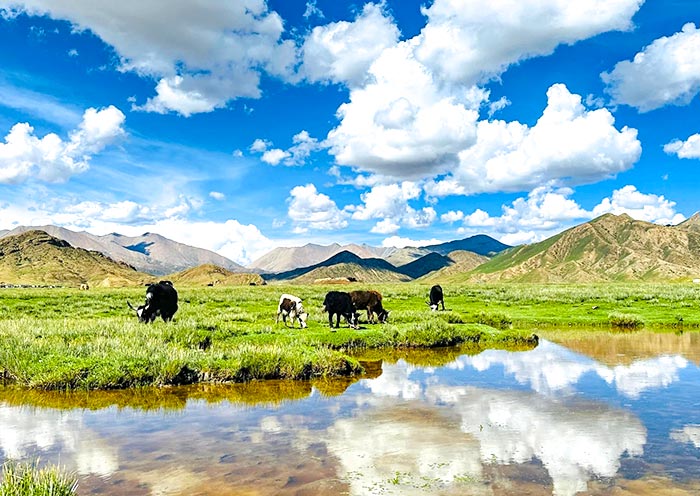 Sangsang Grassland, Tibet