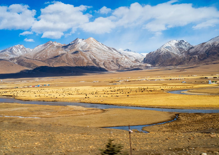 Tibet train passes through Damxung Grassland