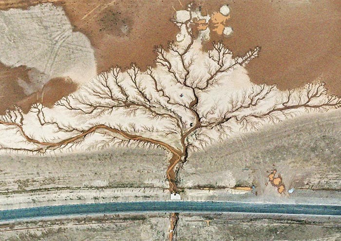 Tree of the Earth, Tibet