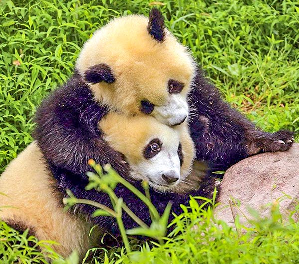 China Tour to Chengdu