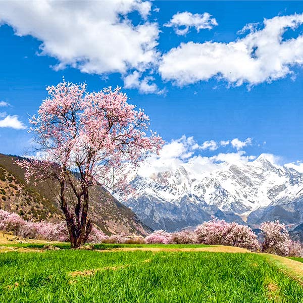 China Tours in Spring