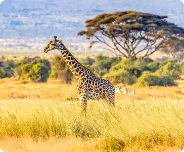 African Safari