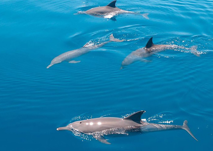 Drift Thelu Veliga Retreat Drift Thelu Veliga Retreat