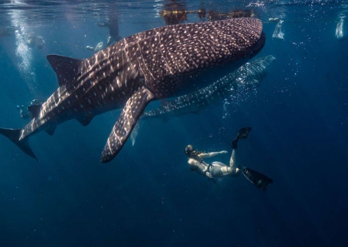 Whale Shark Trips