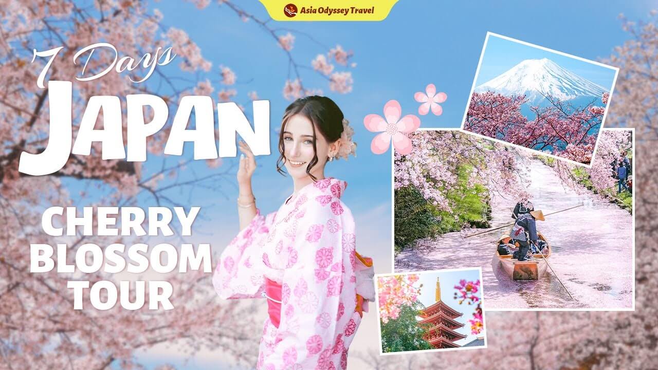 Japan Cherry Blossom Tour: 7 Days Tokyo, Kyoto & Mount Fuji Sakura Tour Japan Cherry Blossom Tour: 7 Days Tokyo, Kyoto & Mount Fuji Sakura Tour
